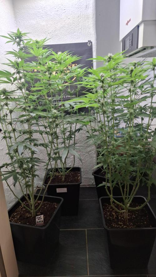 Velvet Mist. Week 6