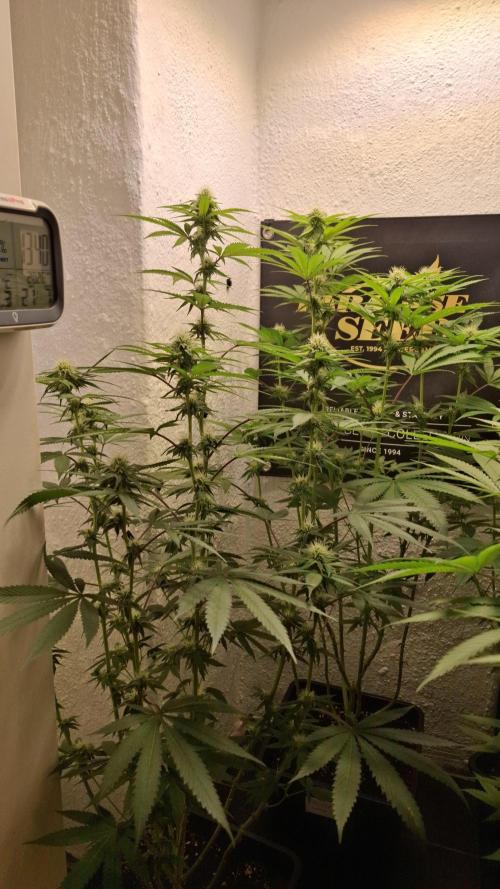 Velvet Mist. Week 6