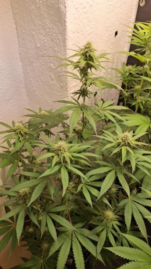 Velvet Mist. Week 6