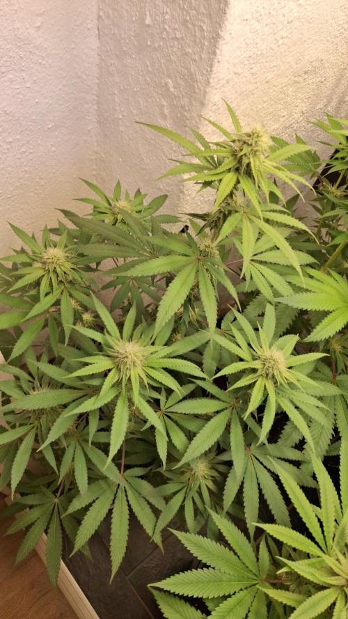Velvet Mist. Week 6