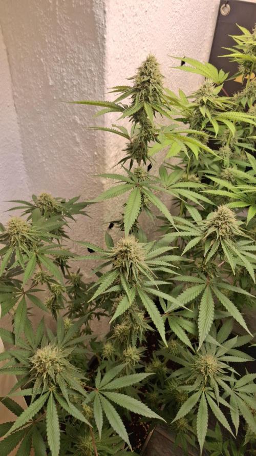 Velvet Mist. Week 7