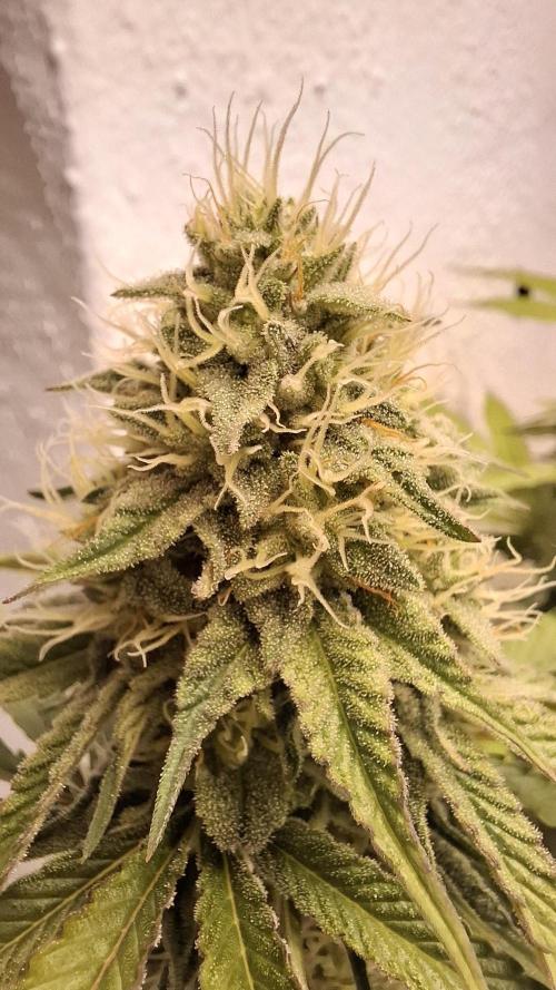 Velvet Mist. Week 7