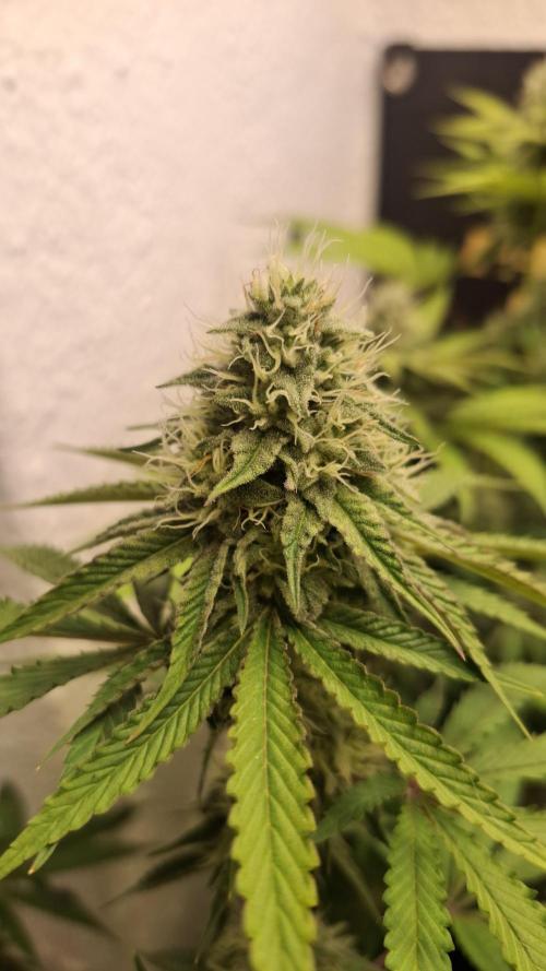Velvet Mist. Week 7