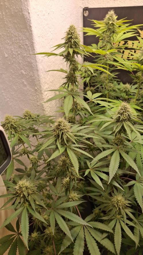 Velvet Mist. Week 7