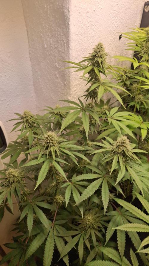 Velvet Mist. Week 7