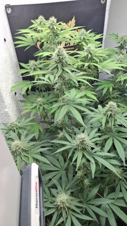 Velvet Mist. Week 7