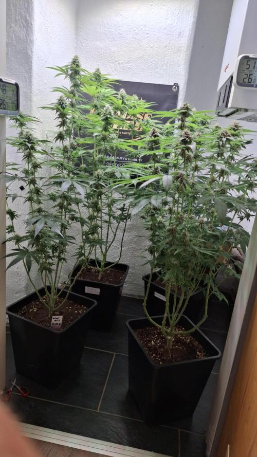 Velvet Mist. Week 7