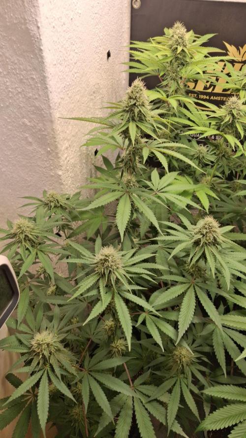Velvet Mist. Week 7