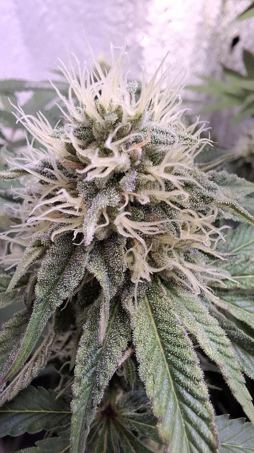 Velvet Mist. Week 7