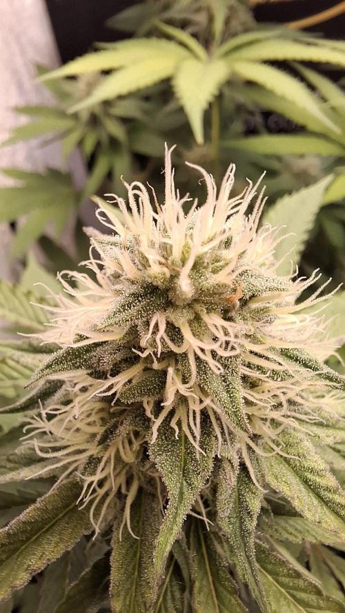 Velvet Mist. Week 7