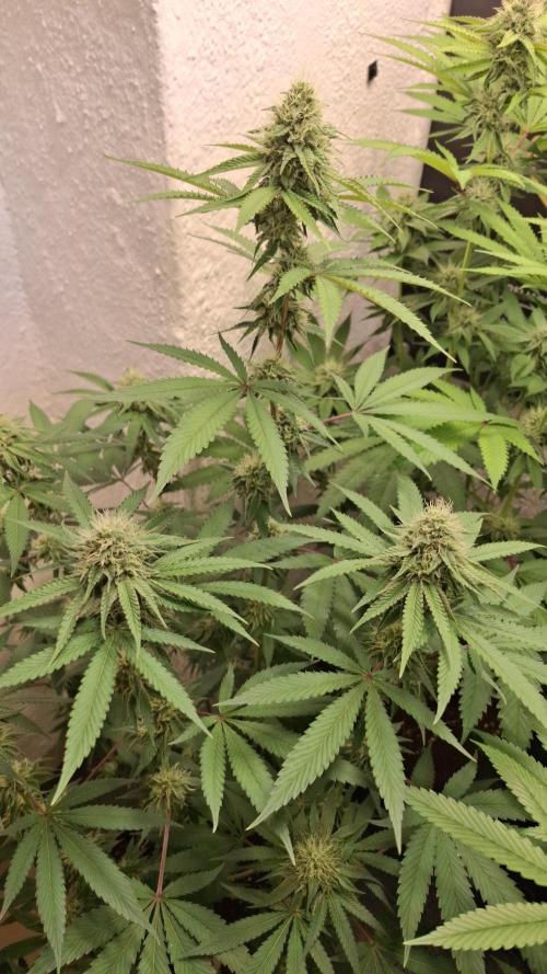Velvet Mist. Week 7