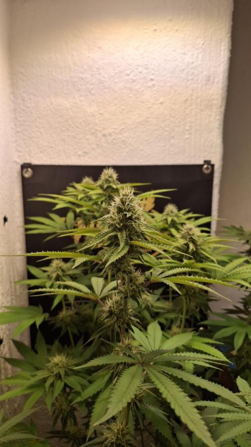 Velvet Mist. Week 7