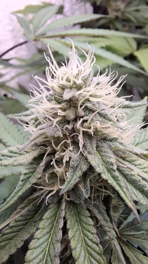 Velvet Mist. Week 7