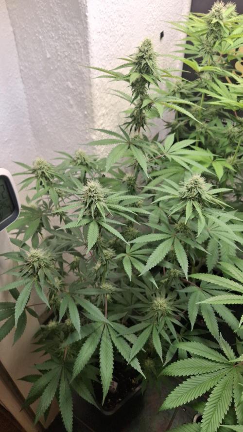 Velvet Mist. Week 7