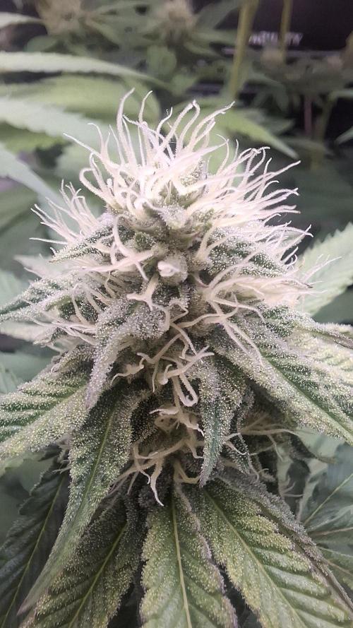 Velvet Mist. Week 7