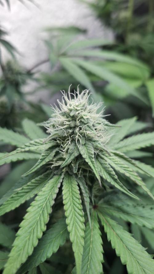 Velvet Mist. Week 7