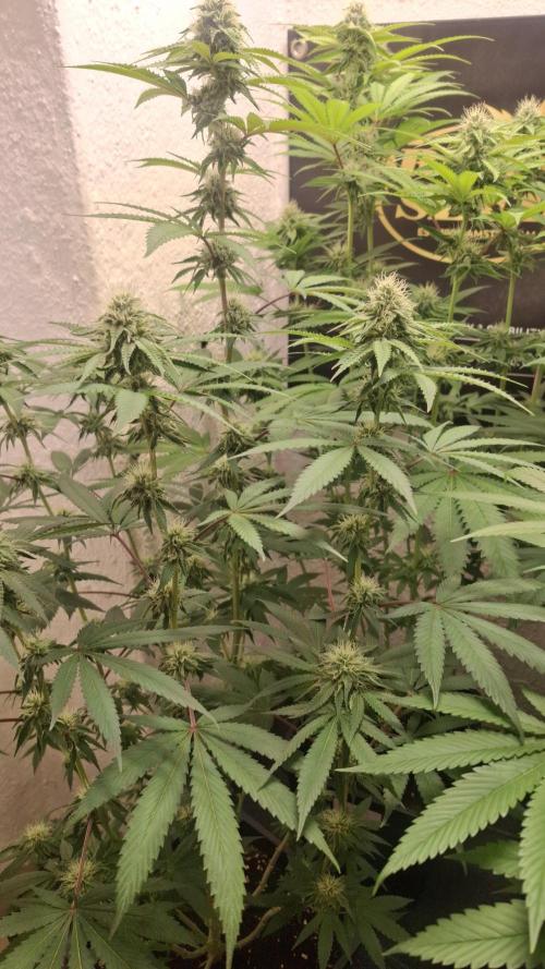 Velvet Mist. Week 7