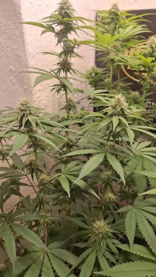 Velvet Mist. Week 7