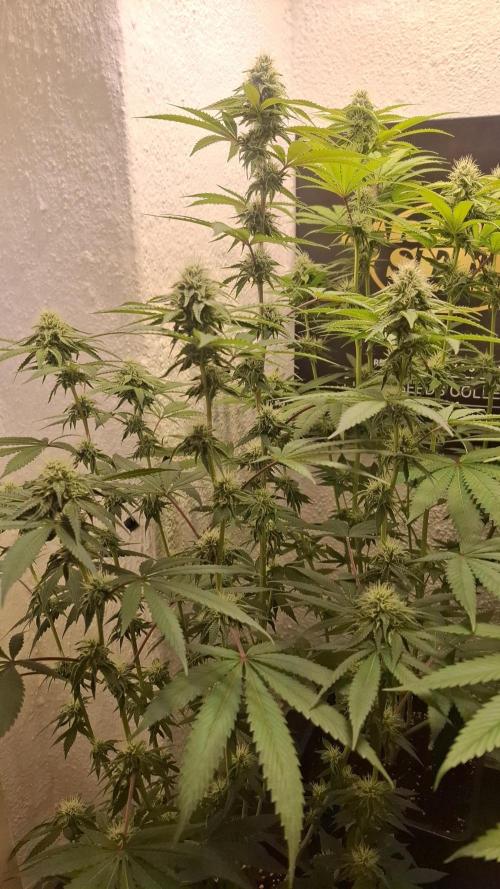 Velvet Mist. Week 7