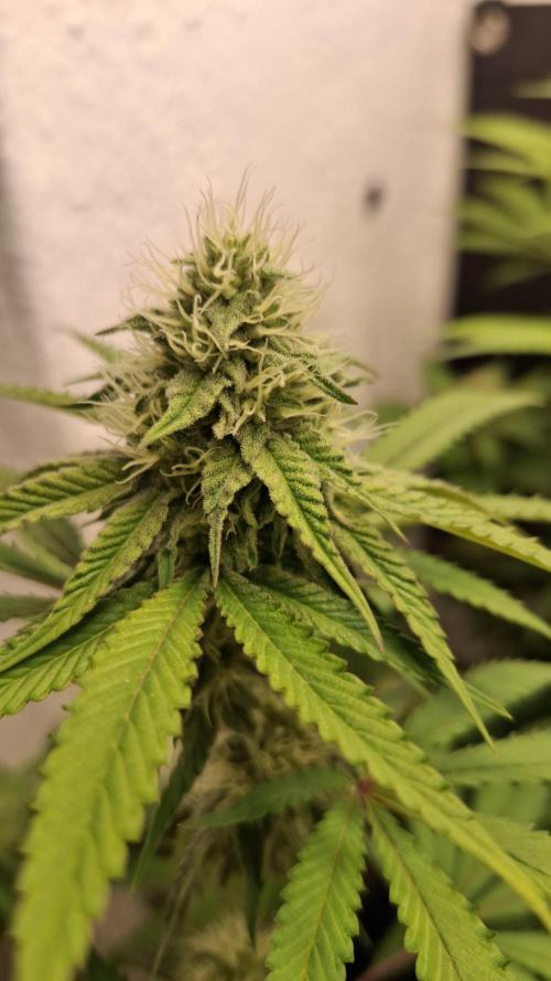 Paradise Seeds - Velvet Mist by AcidBurn_41