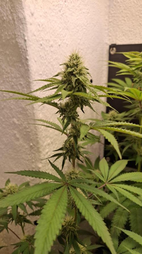 Velvet Mist. Week 7