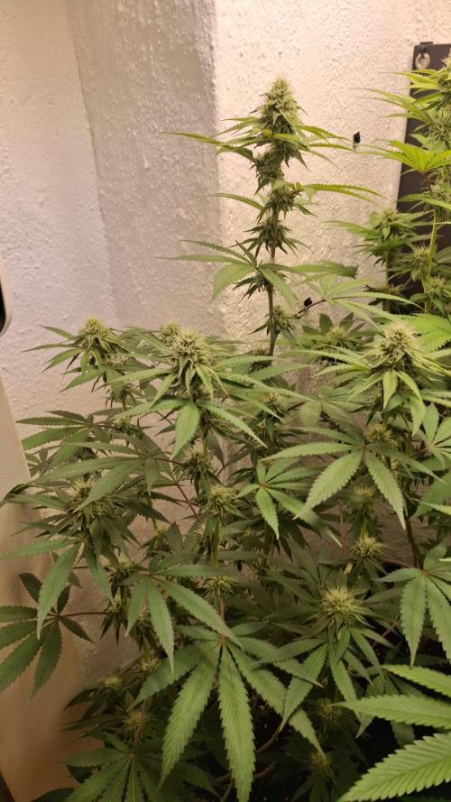 Velvet Mist. Week 7