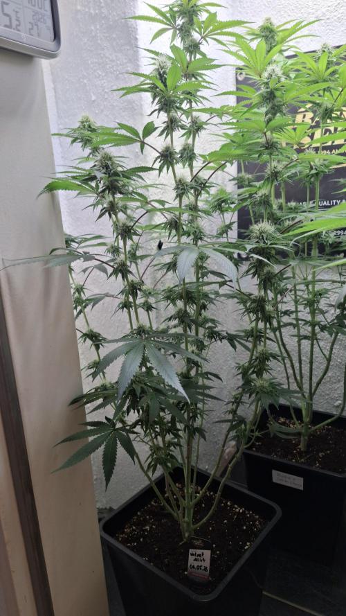 Velvet Mist. Week 7