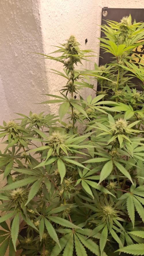 Velvet Mist. Week 7