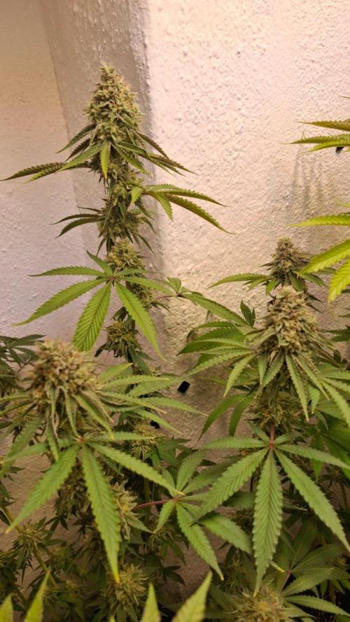 Velvet Mist. Week 8
