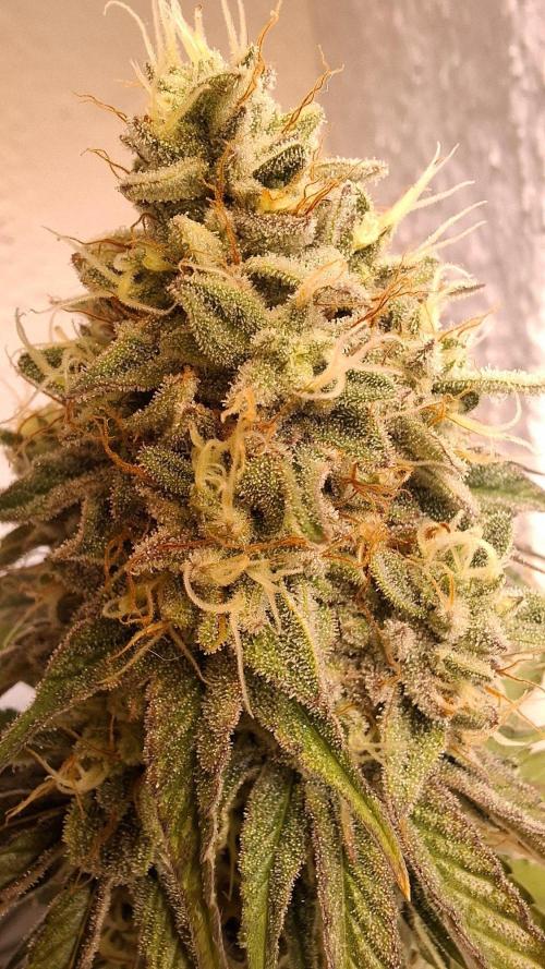 Velvet Mist. Week 8