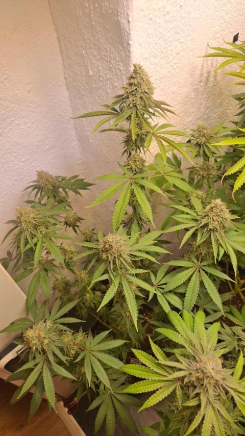 Velvet Mist. Week 8