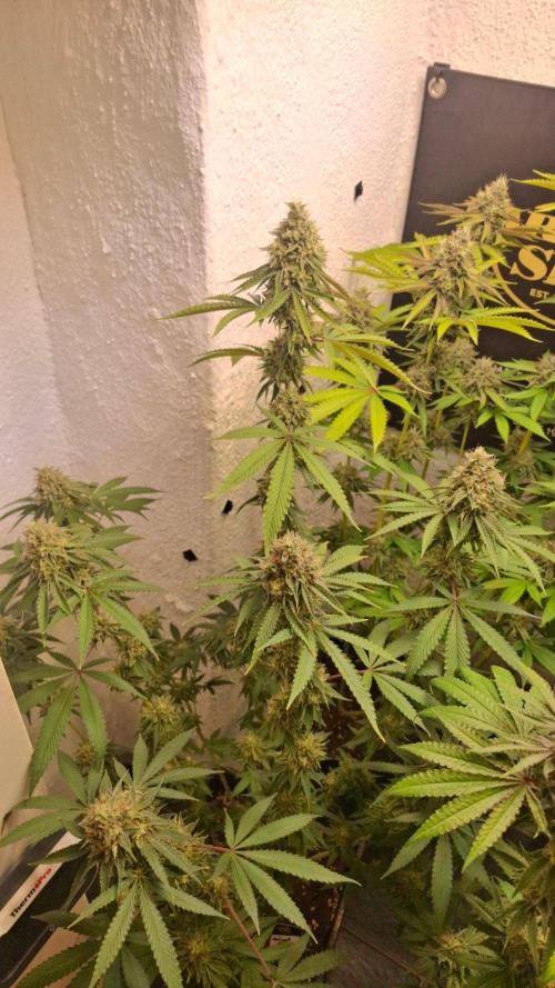 Velvet Mist. Week 8