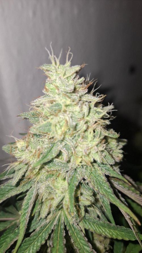 Velvet Mist. Week 8