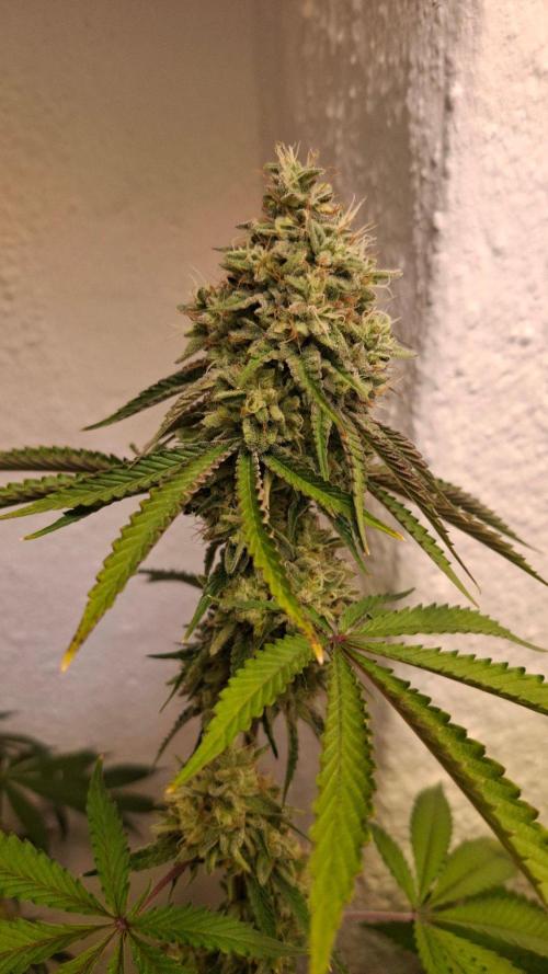 Velvet Mist. Week 8