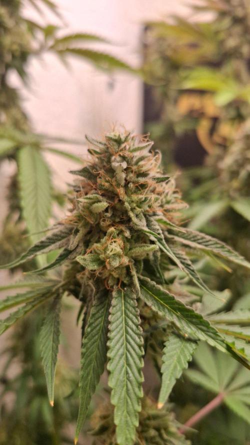 Velvet Mist. Week 8