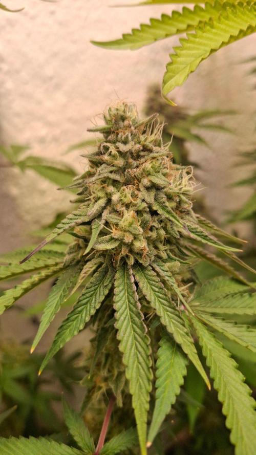 Velvet Mist. Week 8