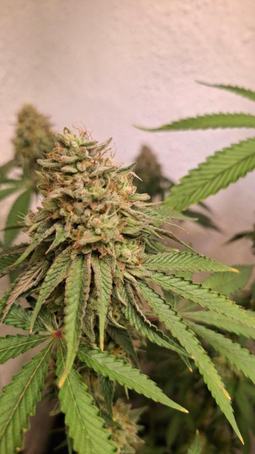 Velvet Mist. Week 8