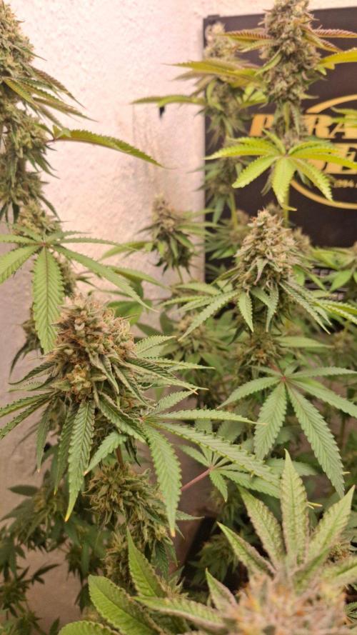 Velvet Mist. Week 8