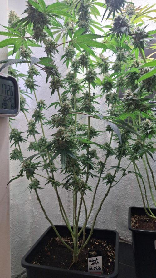 Velvet Mist. Week 8