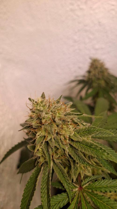 Velvet Mist. Week 8