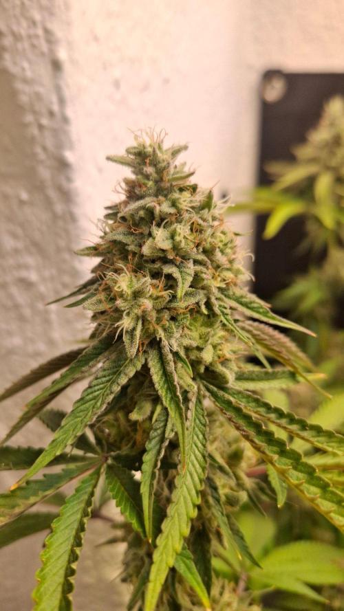 Velvet Mist. Week 8