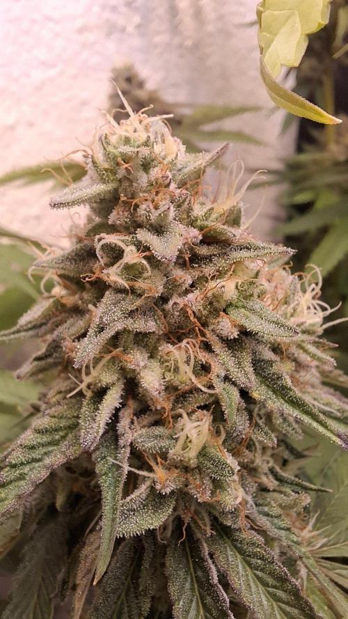Velvet Mist. Week 8