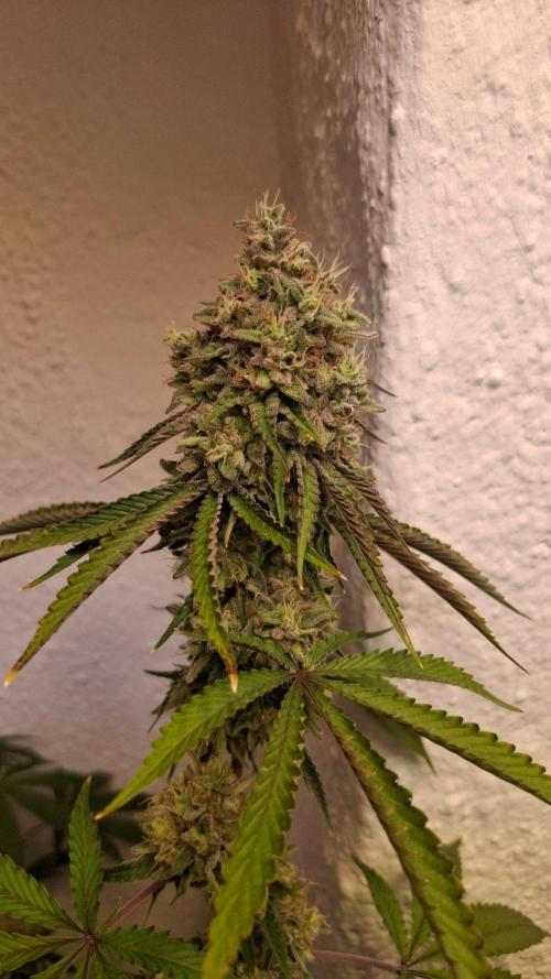 Paradise Seeds - Velvet Mist door AcidBurn_41