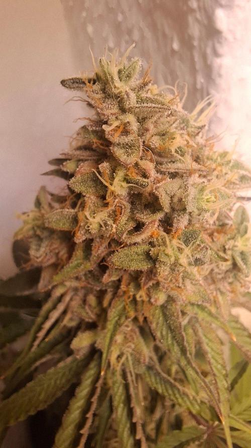 Velvet Mist. Week 9