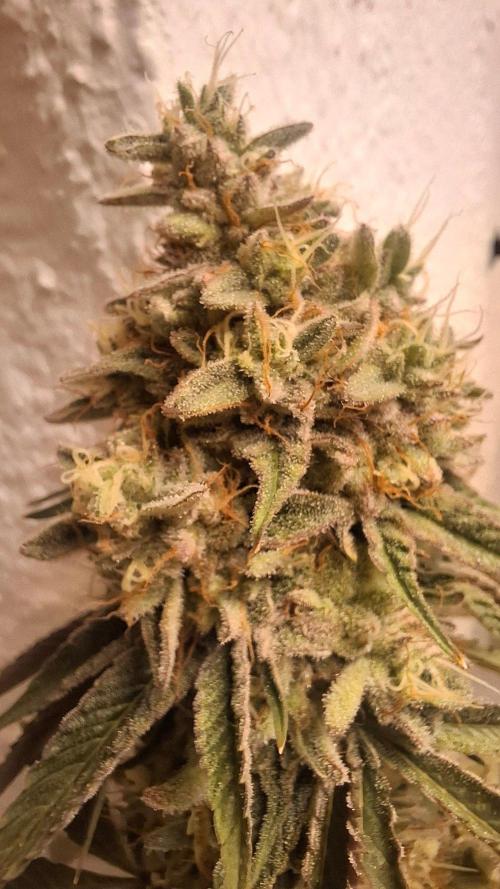 Velvet Mist. Week 9