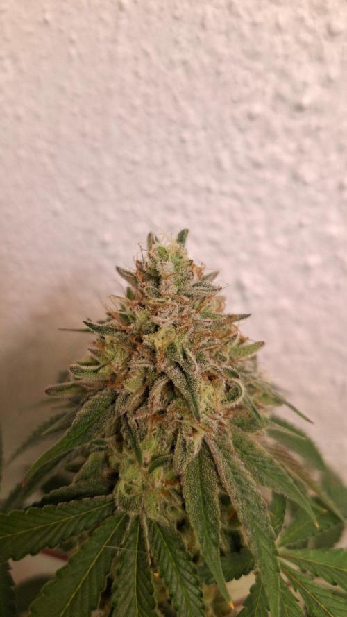 Velvet Mist. Week 9