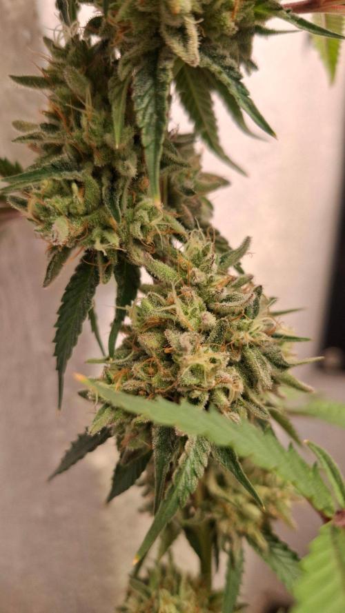 Velvet Mist. Week 9