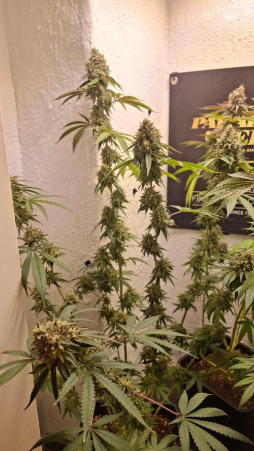 Velvet Mist. Week 9