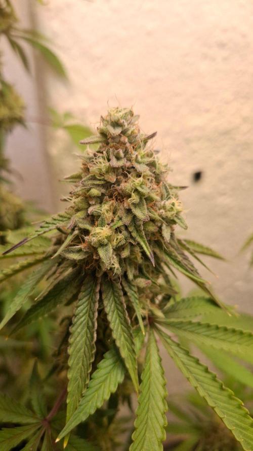 Velvet Mist. Week 9