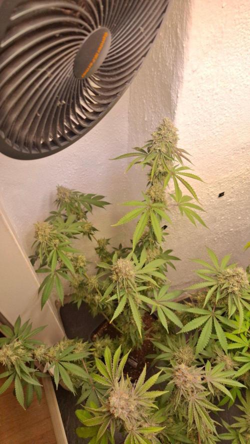 Velvet Mist. Week 9